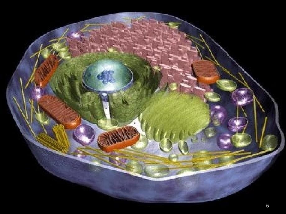 人体解剖生理学第一章细胞及基本组织参考PPT_第5页