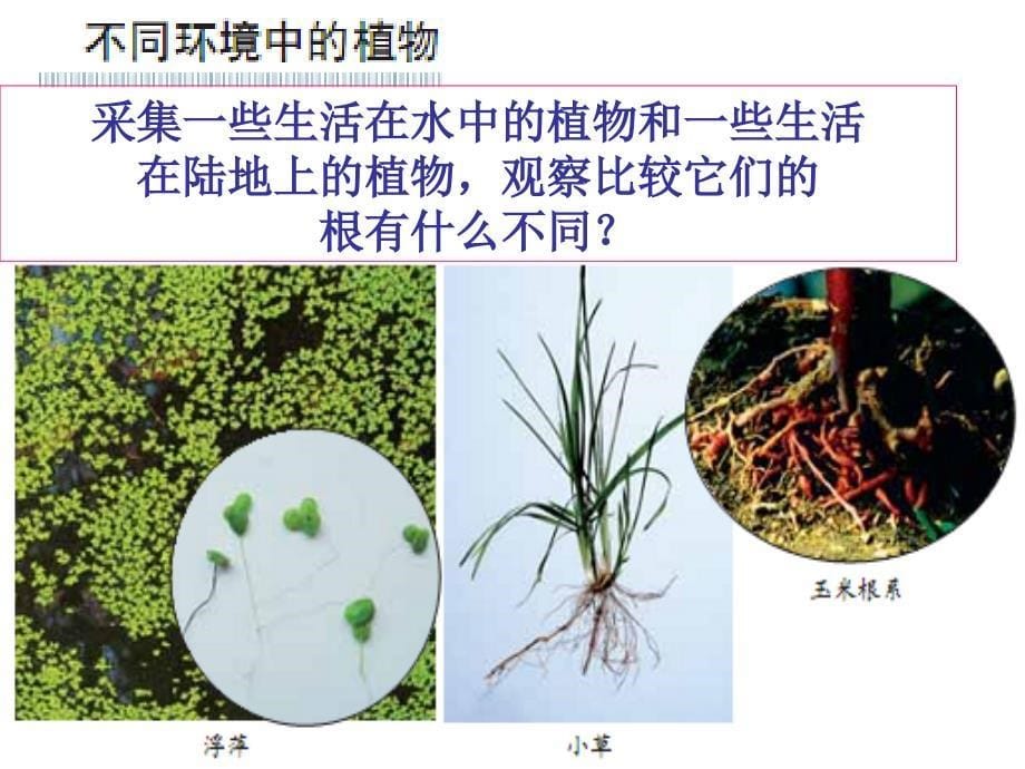 教科版科学六年级上册原来是相互关联的PPt课件_第5页