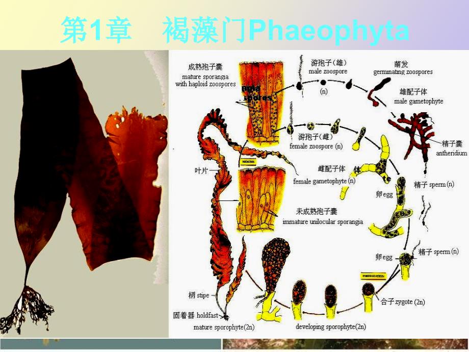 海洋生物学第七章褐藻门_第1页