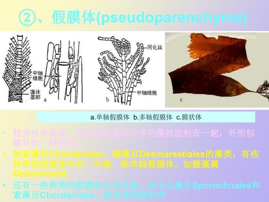 海洋生物学第七章褐藻门_第5页