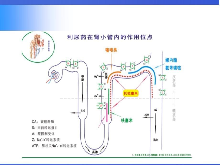 利尿剂临床应用.ppt_第5页