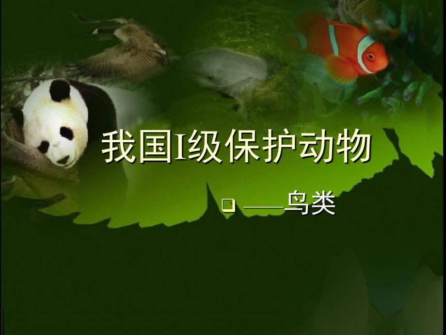 初中生物教学课件-我过i级保护动物-鸟类_第1页