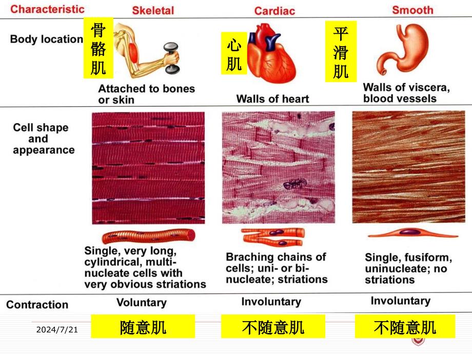 《系统解剖学》实验课件：第二章 第三节 骨骼肌_第3页