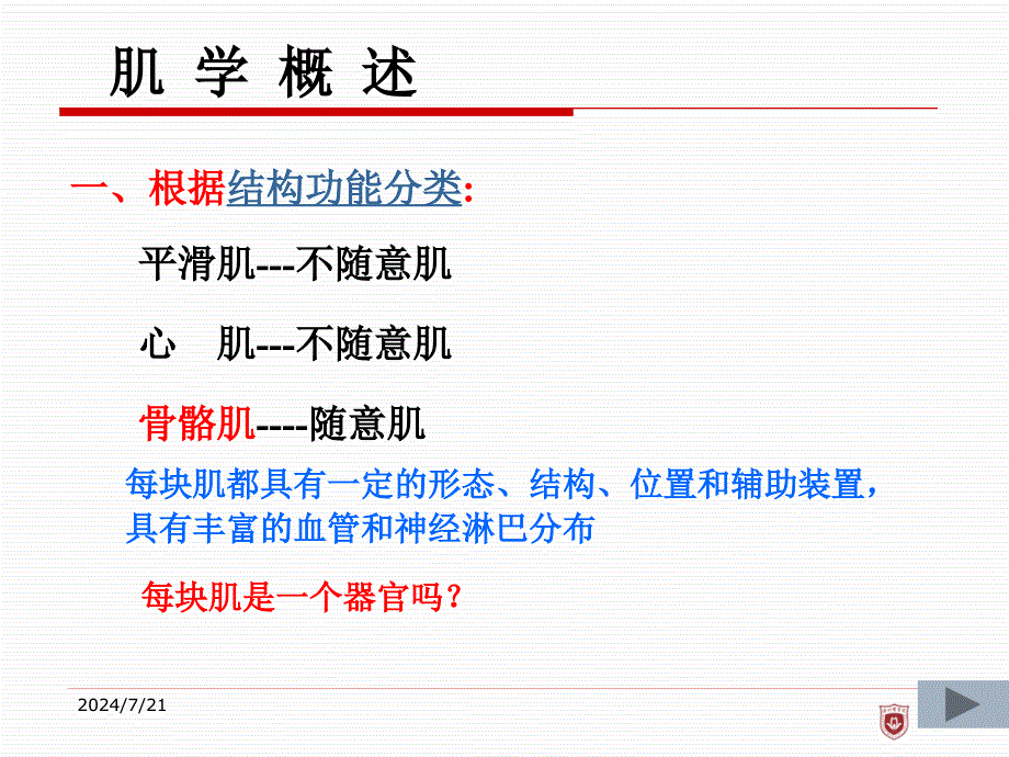 《系统解剖学》实验课件：第二章 第三节 骨骼肌_第4页