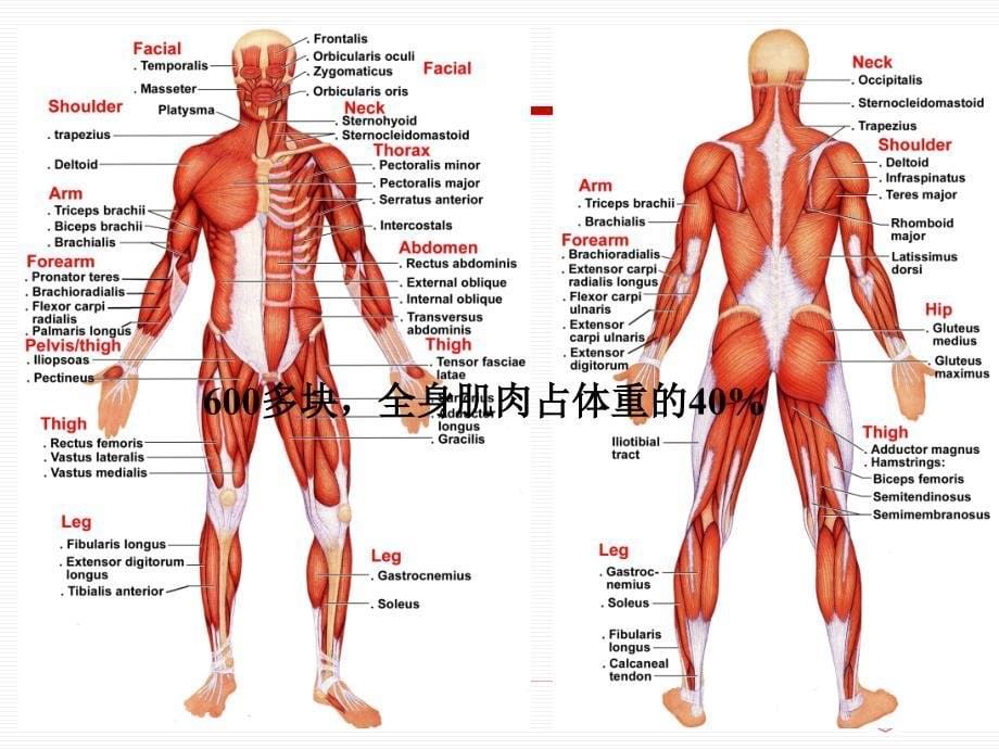 《系统解剖学》实验课件：第二章 第三节 骨骼肌_第5页