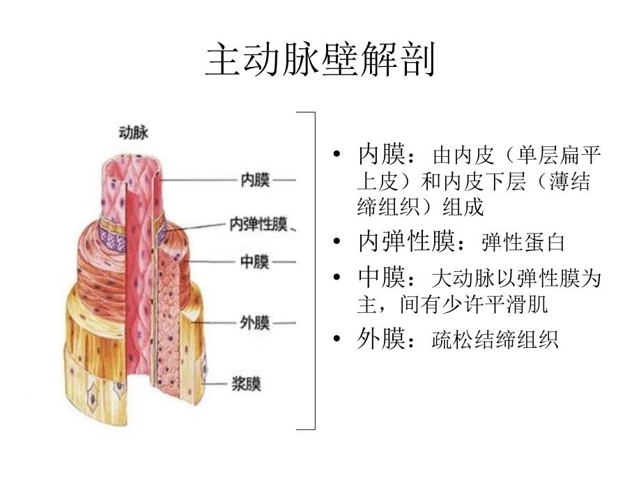 主动脉夹层影像诊断ppt课件_第2页