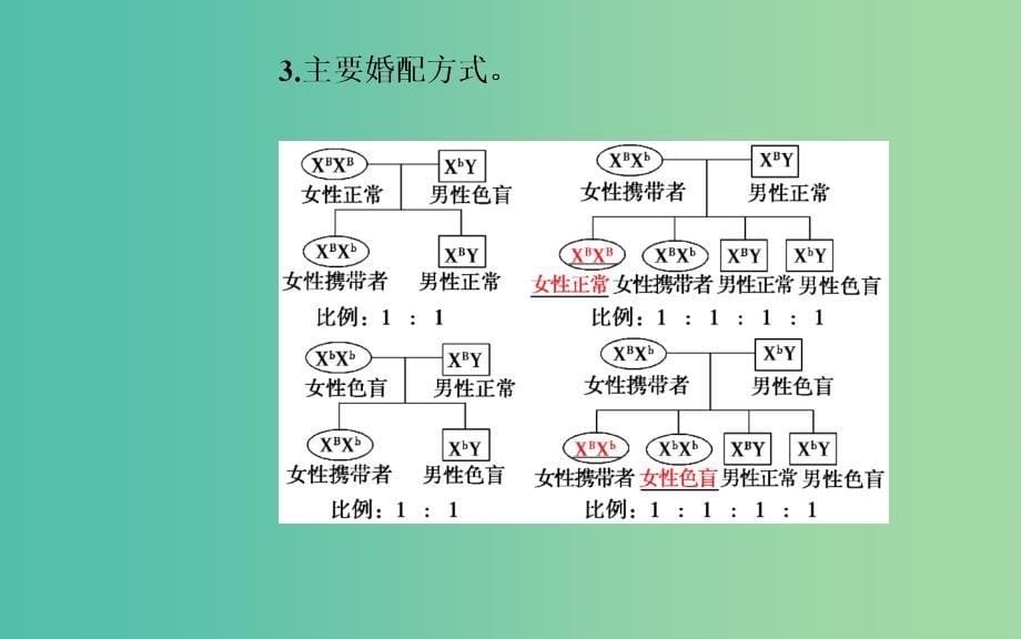 高中生物 第2章 基因和染色体的关系 第3节 伴性遗传课件 新人教版必修2.ppt_第5页