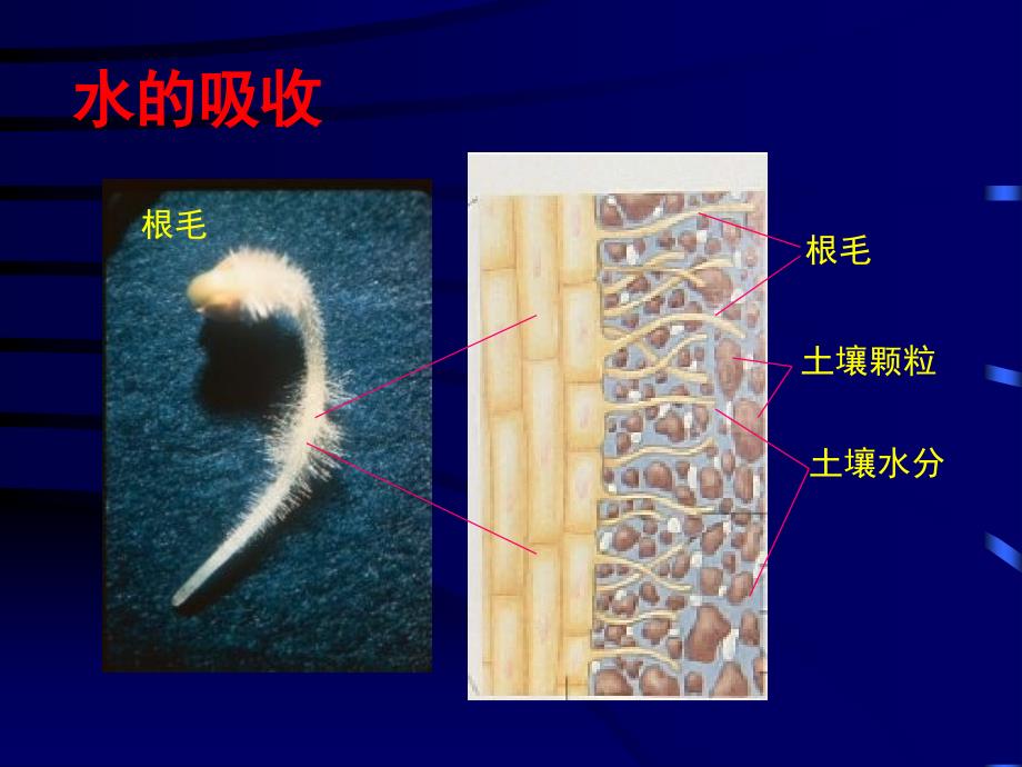 《植物的无机营养》PPT课件.ppt_第4页