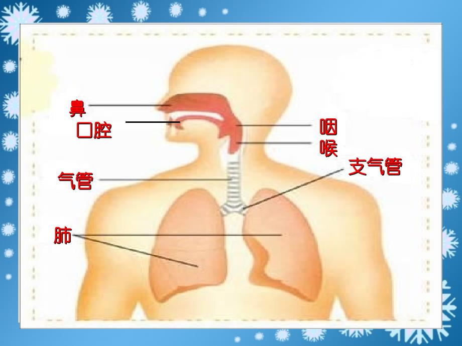 2019春四年级科学下册 2.1《我们在呼吸》课件3 大象版.ppt_第3页