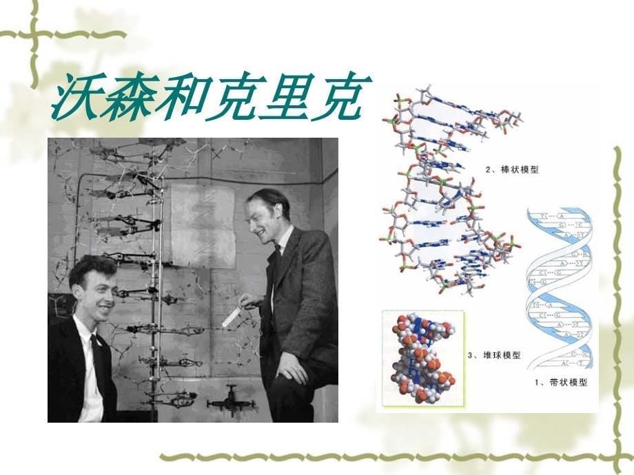 基因与人体性状PPT课件_第5页