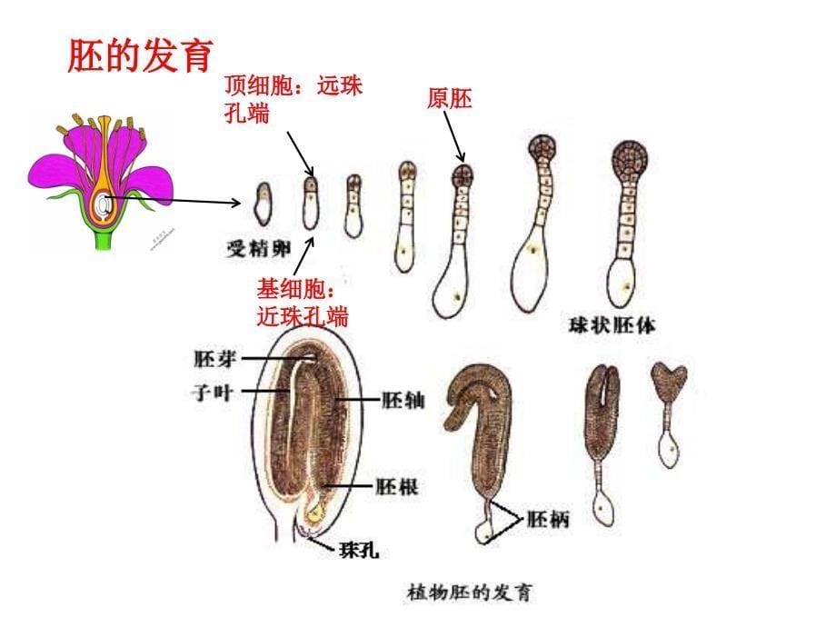 种子和果实素材课件_第5页