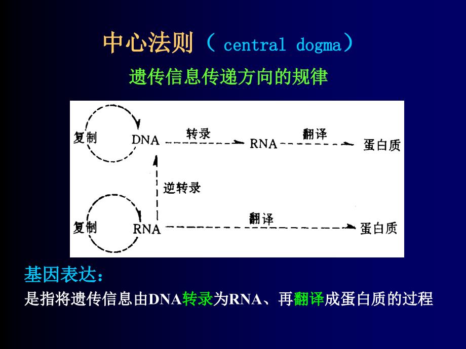 第十四章核的生物合成_第4页