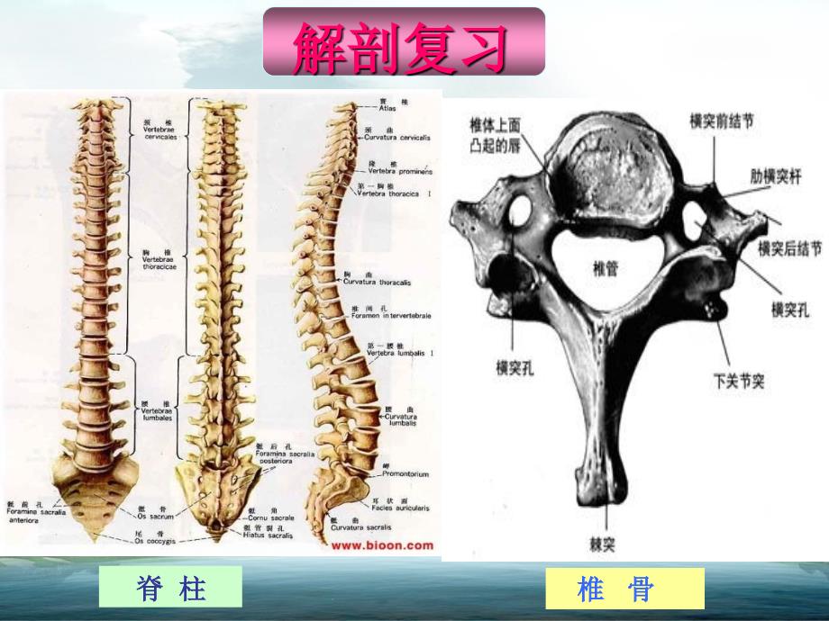 颈脊髓损伤截瘫平面的评估_第3页