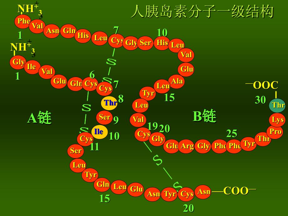 胰岛素及口服降血糖药合理应用课件_第3页