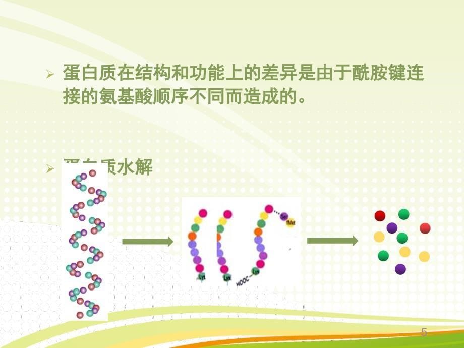 生物活性肽与健康课堂PPT_第5页