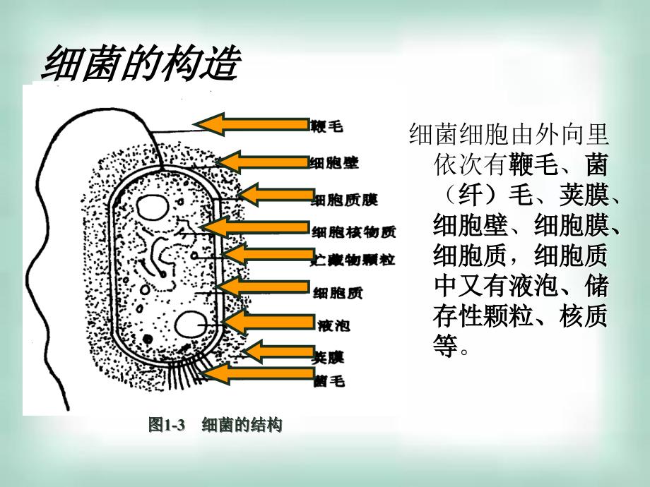 211微生物的实验室培养_第4页