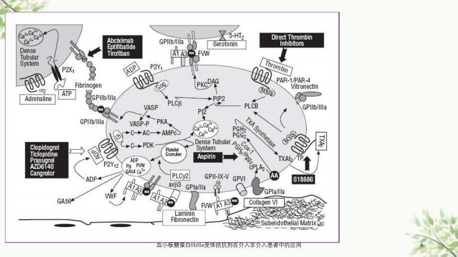 血小板糖蛋白IIbIIIa受体拮抗剂在介入非介入患者中的应用课件_第3页