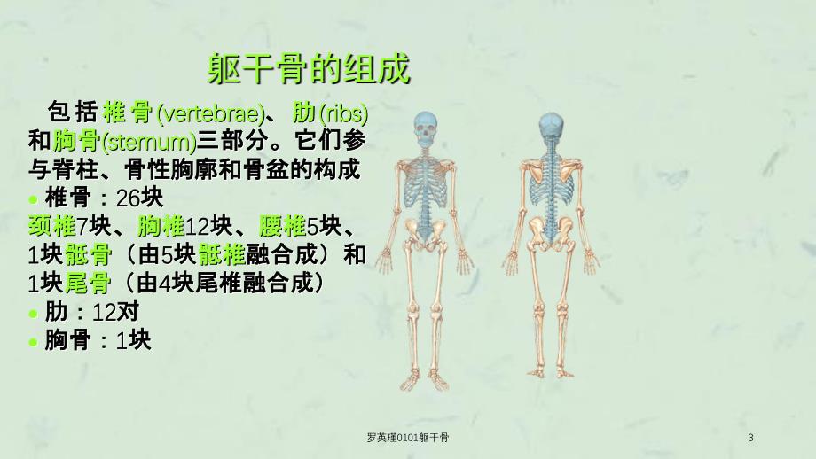 罗英瑾0101躯干骨课件_第3页