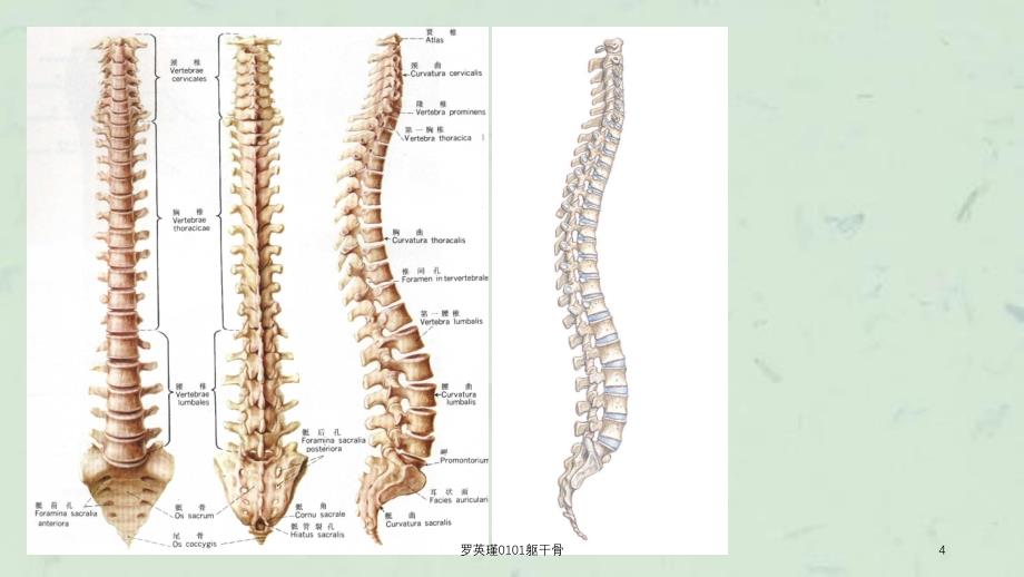 罗英瑾0101躯干骨课件_第4页