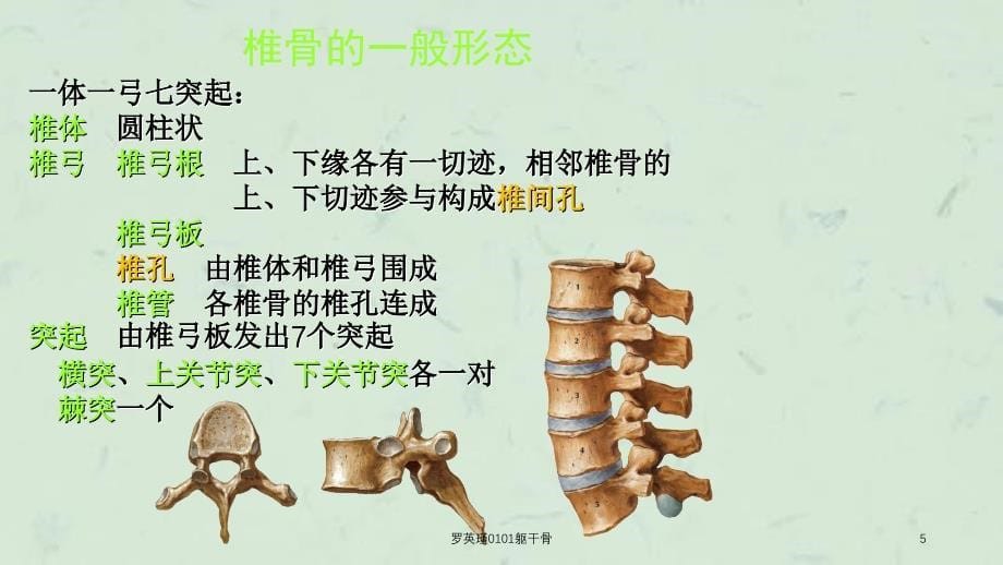 罗英瑾0101躯干骨课件_第5页