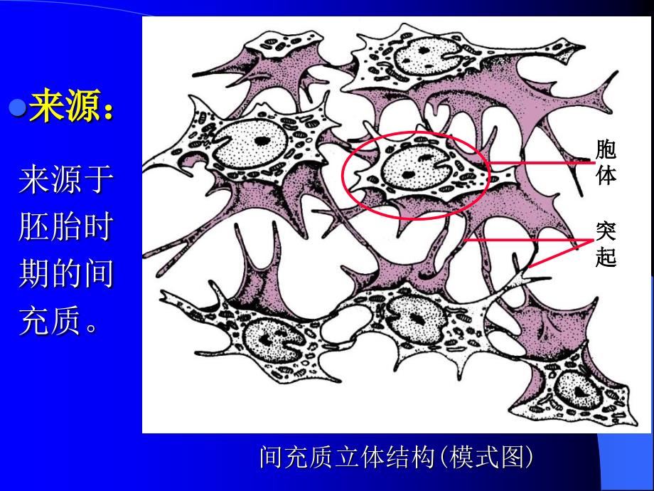 第3章结缔组织xin课件_第4页