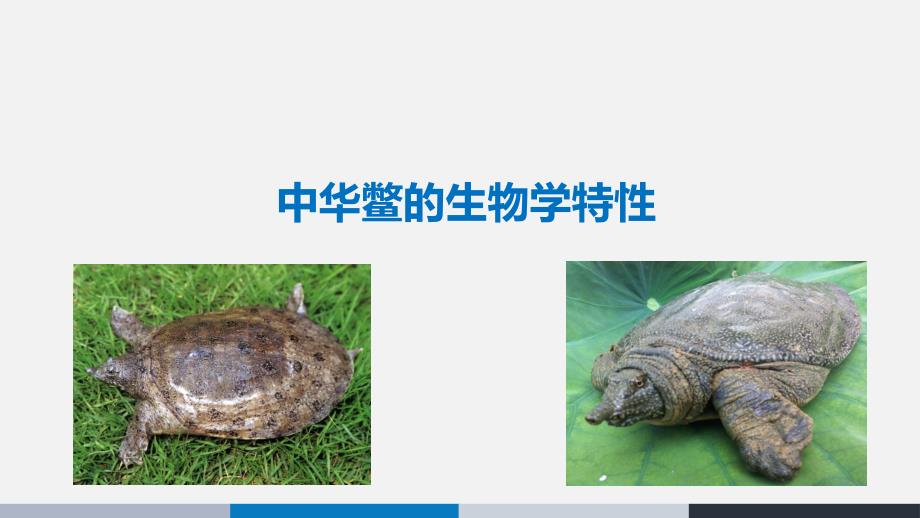 中华鳖的生物学特性_第1页