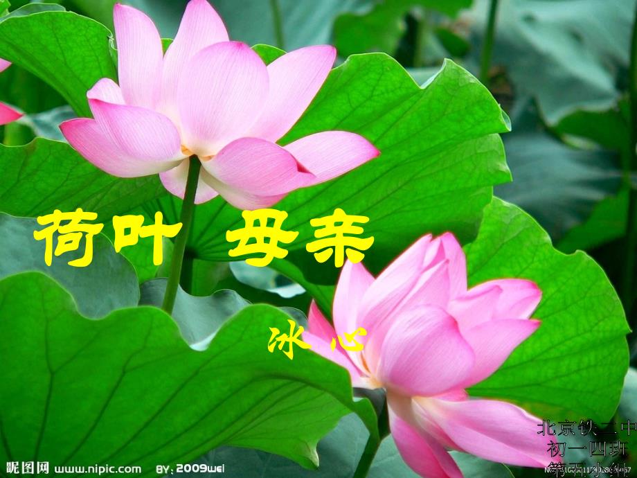 《荷叶_母亲》PPT_第1页