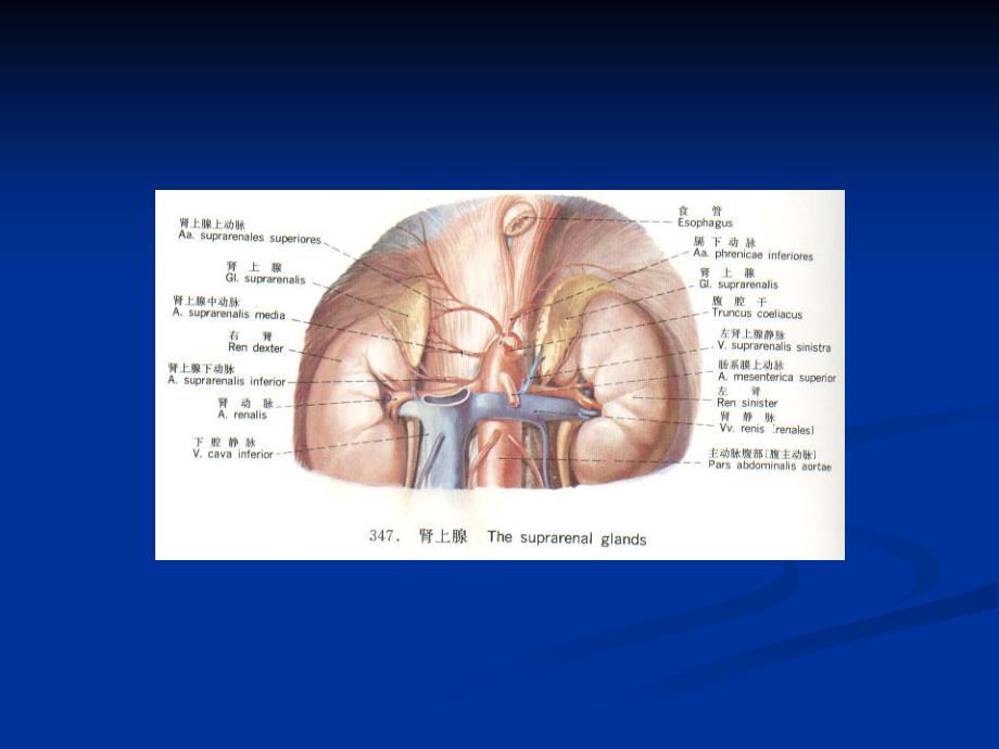 内科学课件：库欣综合征_第4页