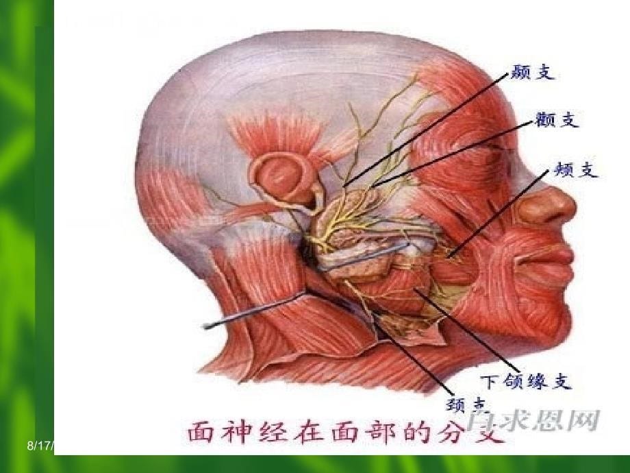 腮腺肿瘤的护理1ppt课件_第5页