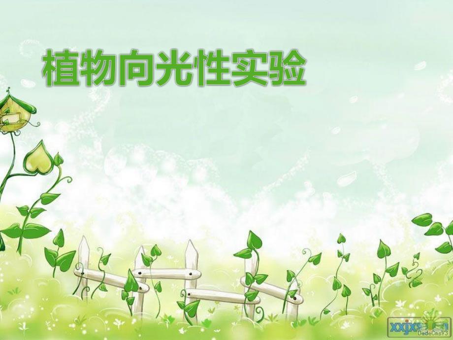 植物向光性实验报告.ppt_第1页