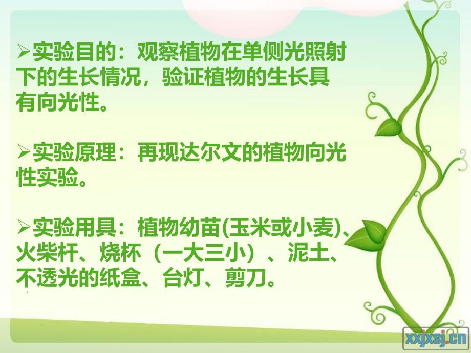 植物向光性实验报告.ppt_第2页