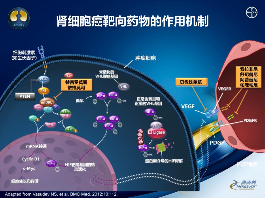 索拉非尼在晚期肾癌患者中的生存获益_第3页