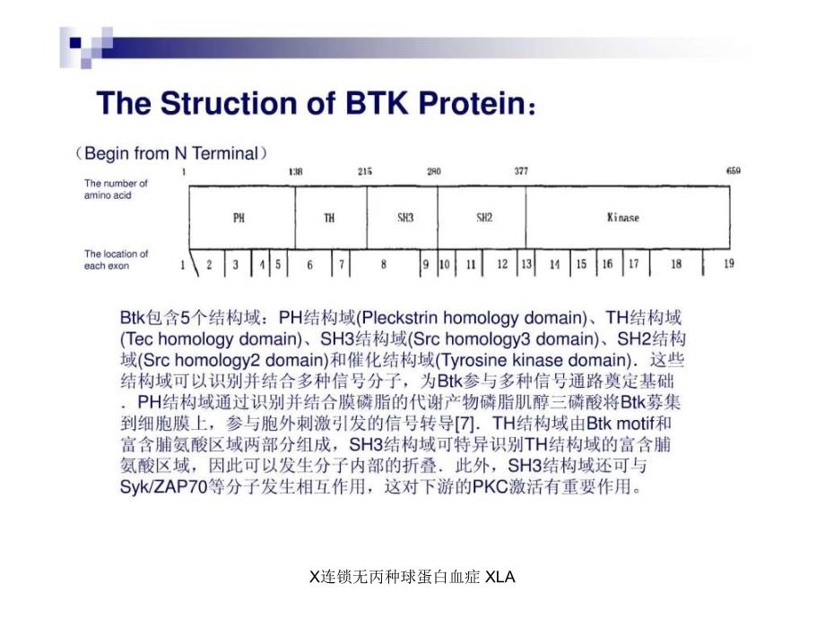 X连锁无丙种球蛋白血症XLA课件_第4页