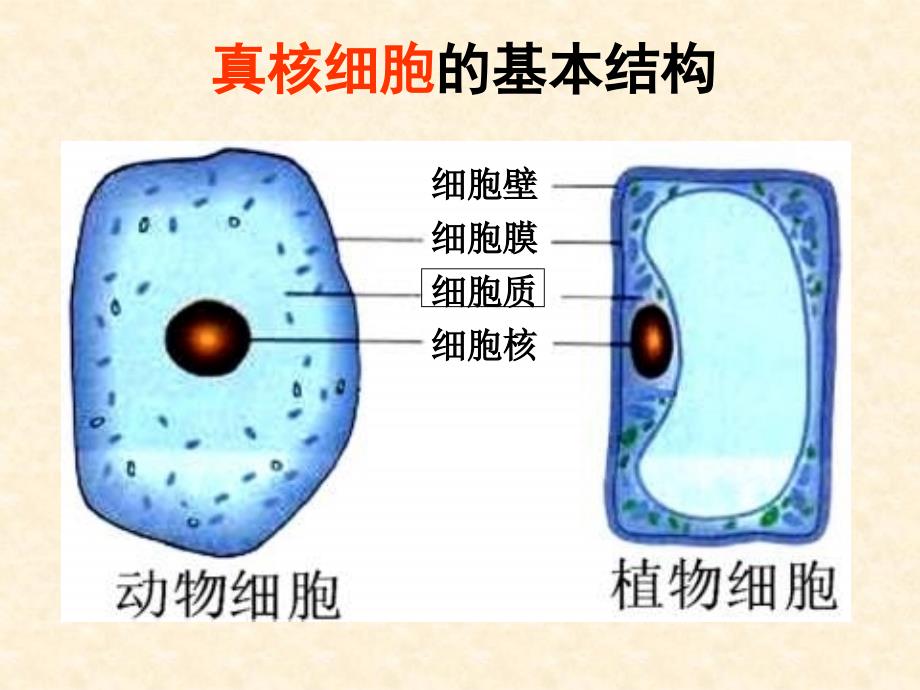 【生物】32细胞器系统内的分工合作课件1_第2页