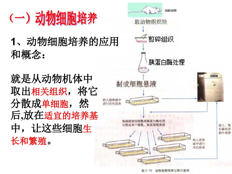 人教版教学课件221动物细胞培养和核移植技术_第3页