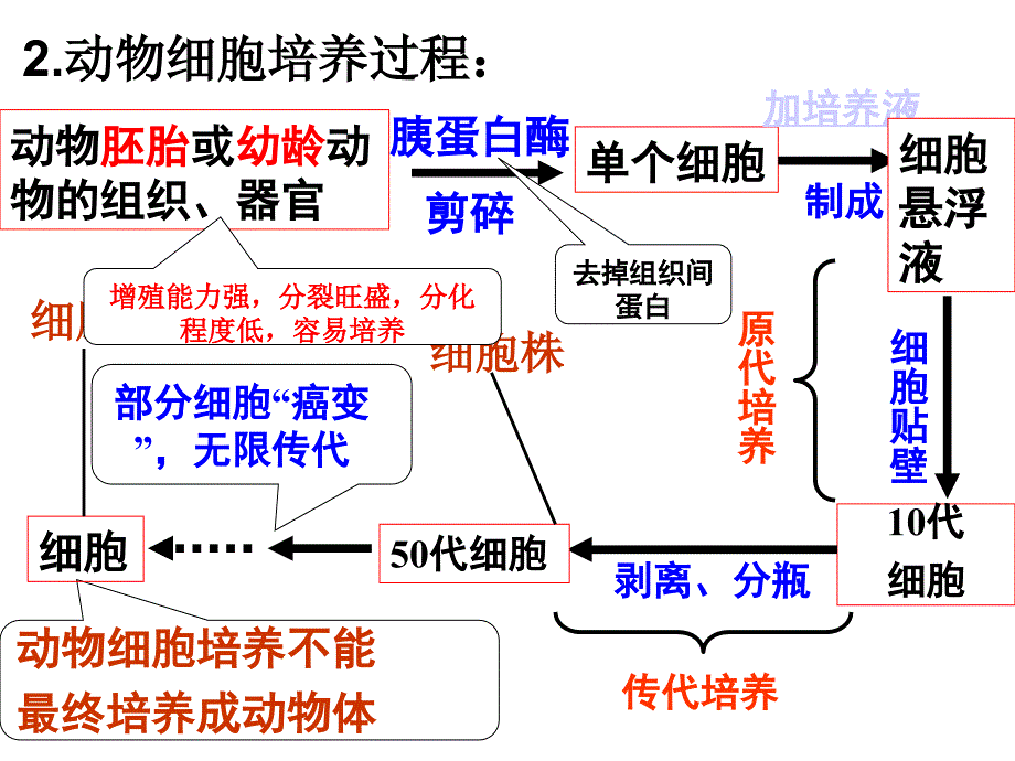 人教版教学课件221动物细胞培养和核移植技术_第4页