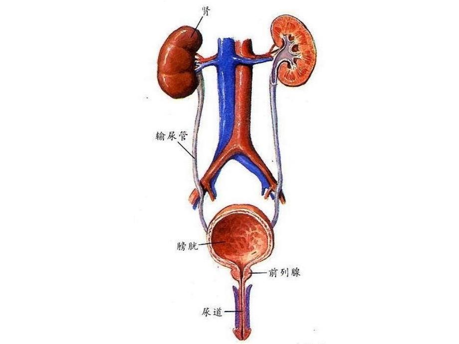 36学时3尿液检查_第2页