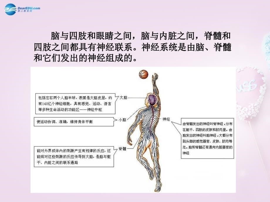 人教初中生物七下第4单元第6章第2节神经系统的组成PPT课件2_第5页