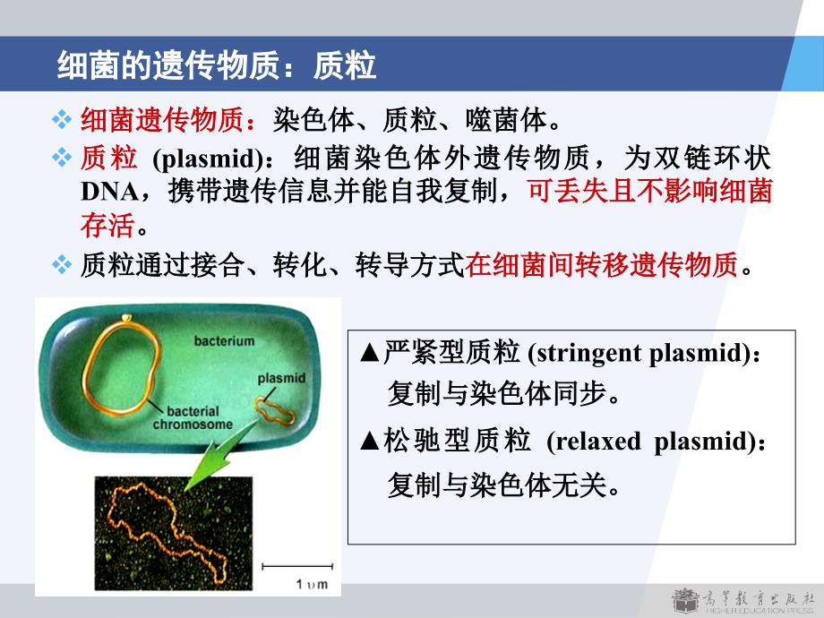 3版第2章细菌的遗传与变异_第3页