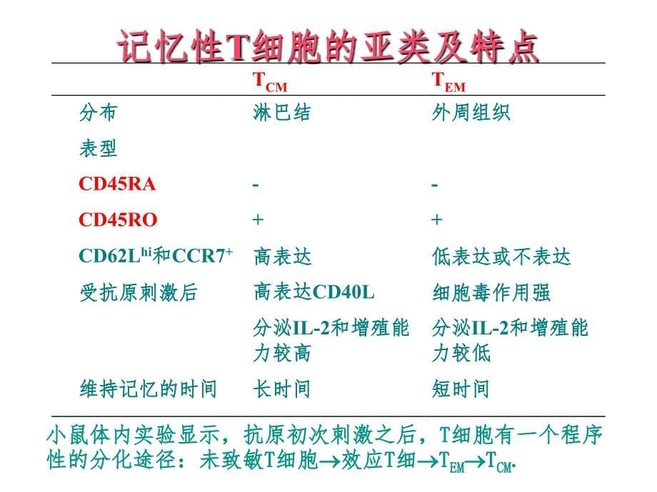 T淋巴细胞的分类PPT精品文档_第5页