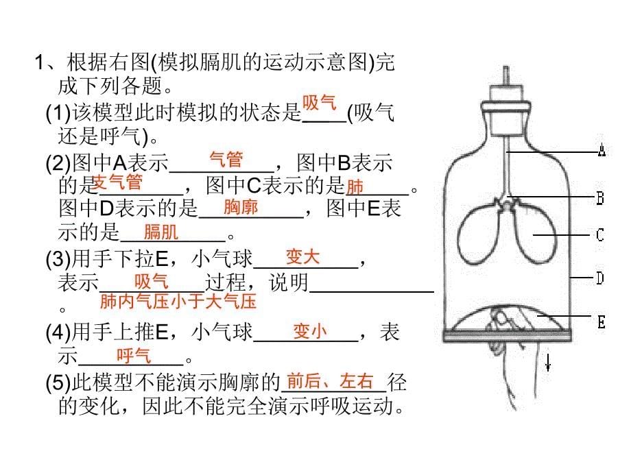 第三章：人体的呼吸_第5页