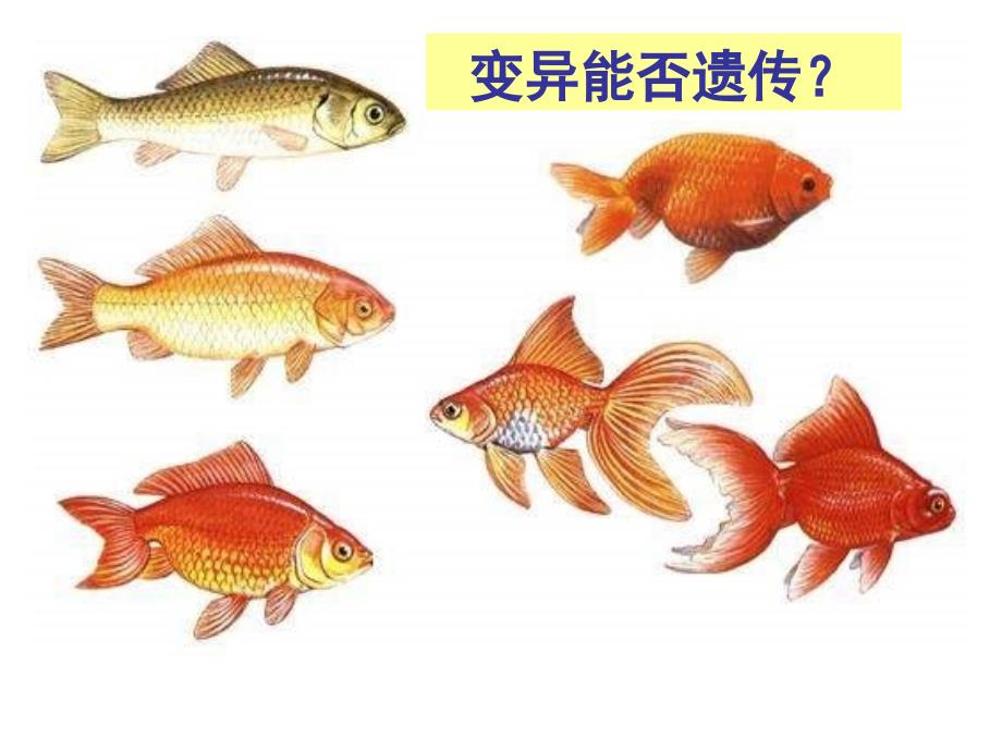 生物必修二第五章第一节基因突变和基因重组课件.ppt_第4页