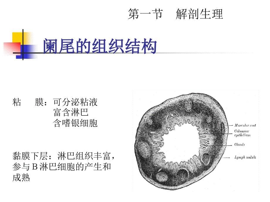 外科学教学课件暨南大学本科生大课急性阑尾炎_第5页