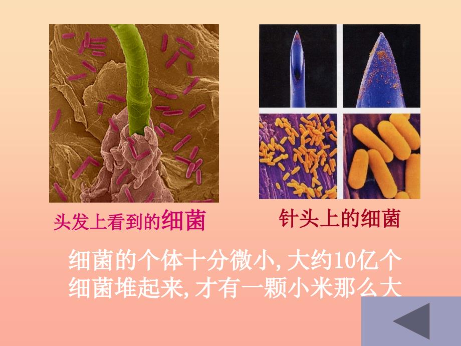 六年级科学上册细菌课件3青岛版.ppt_第2页