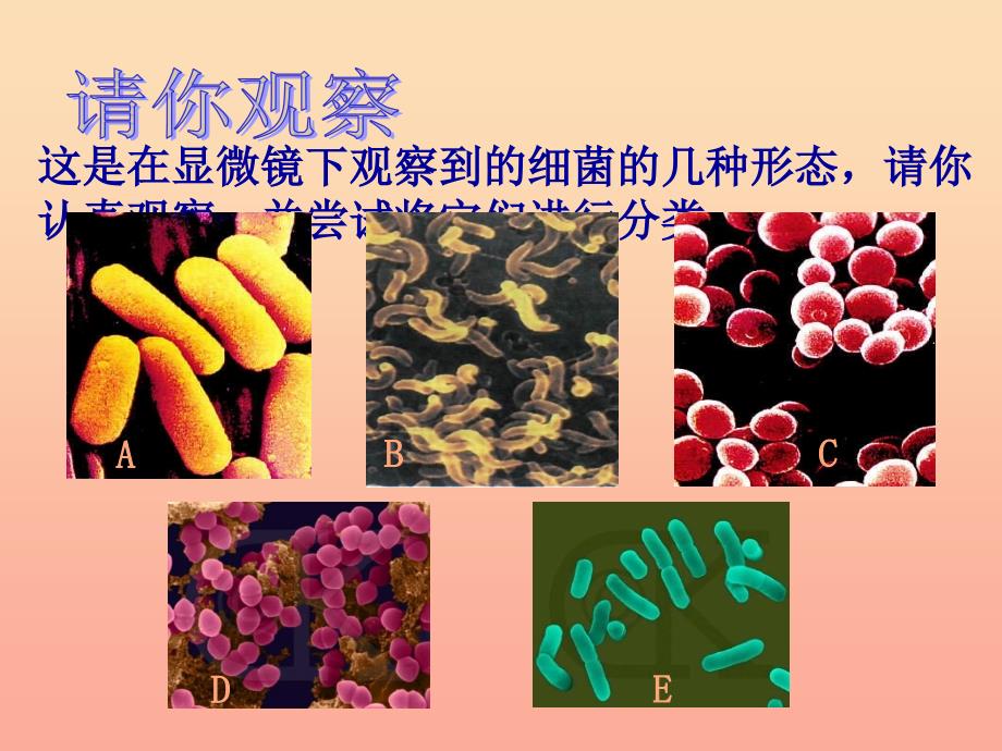 六年级科学上册细菌课件3青岛版.ppt_第3页