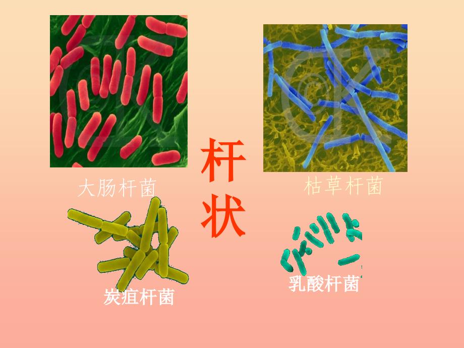 六年级科学上册细菌课件3青岛版.ppt_第4页