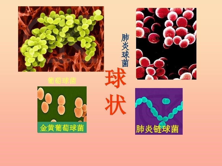 六年级科学上册细菌课件3青岛版.ppt_第5页