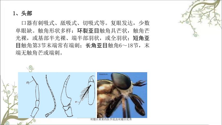 双翅目重要的医学昆虫双翅目优秀_第3页