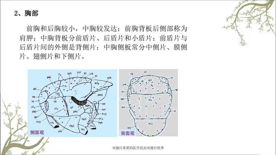 双翅目重要的医学昆虫双翅目优秀_第4页