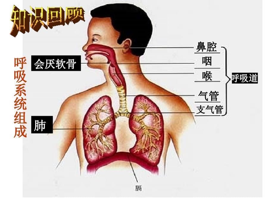 人体的呼吸复习_第5页